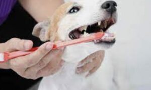 How To Care For Your Dog’s Dental Health