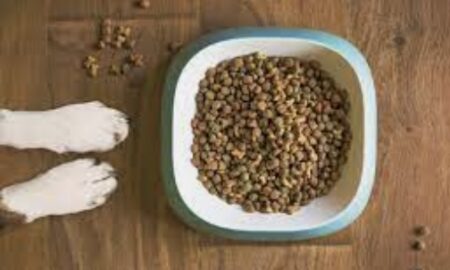 Is commercial pet food good for your pet?
