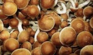 Mushroom Edibles