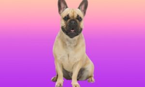 How Long do French Bulldogs Live?
