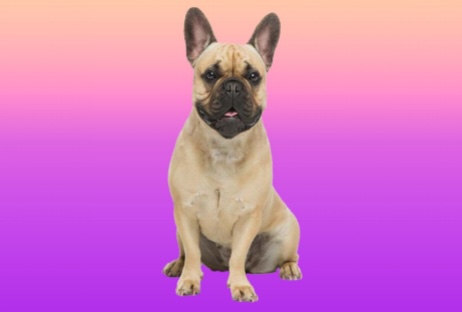How Long do French Bulldogs Live?