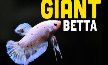 How to Buy Giant Betta Fish Online