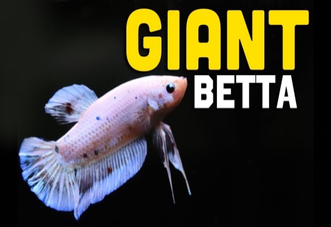 How to Buy Giant Betta Fish Online
