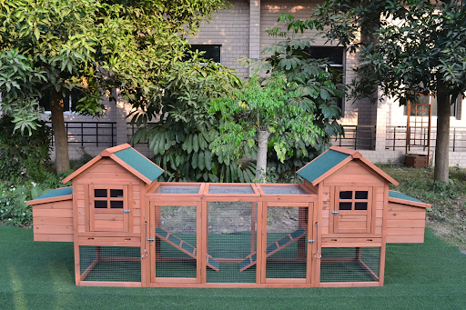 Why You Should Buy a Chicken Coop Online