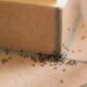 How to Effectively Combat and Prevent Ant Infestations in Your Home and Garden