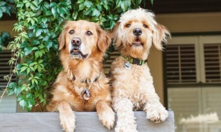 Uncovering the Unique Personality Traits of Mixed Breed Dogs