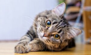 taking care of a cat