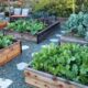 The Benefits of Raised Garden Beds for Small Space Gardening: How to Maximize Your Garden Space