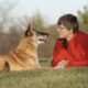 Why Belgian Malinois are Great for Home Protection