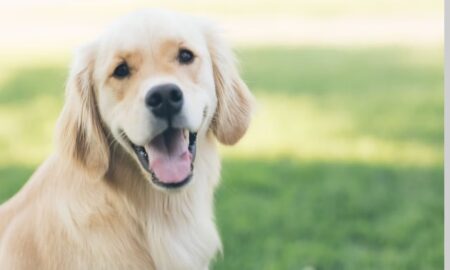 8 Tips to Help Keep Your Dog Flea Free