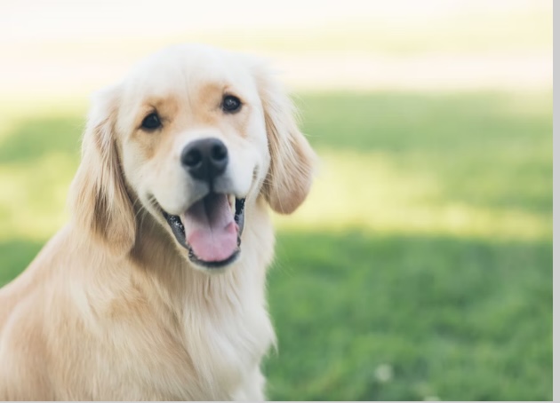 8 Tips to Help Keep Your Dog Flea Free