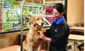 Best Reasons to Use Petsmart Grooming Coupons and Treat Your Pet