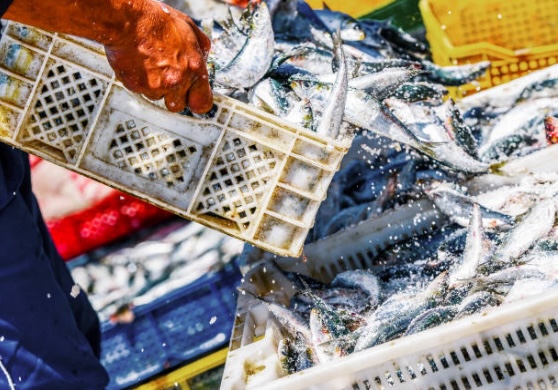 Guide to Understanding Quality and Pricing in the Wholesale Seafood Market