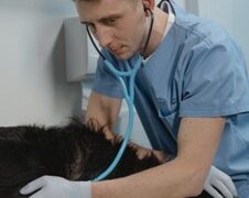 Key Considerations in Responsible Pet Vaccination