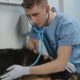 Key Considerations in Responsible Pet Vaccination