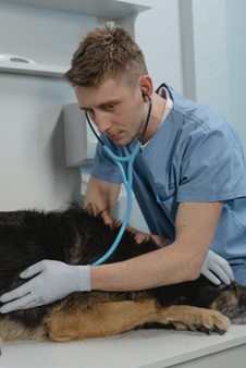 Key Concerns in Accountable Pet Vaccination
