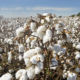 Fields of White Gold: The Beauty of Cotton Harvesting