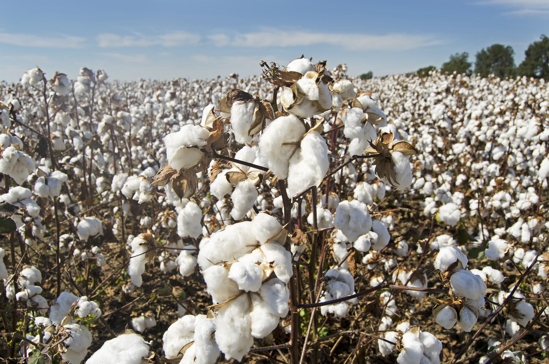 Fields of White Gold: The Beauty of Cotton Harvesting