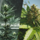 Navigating Your Options For Indoor-Grown Marijuana