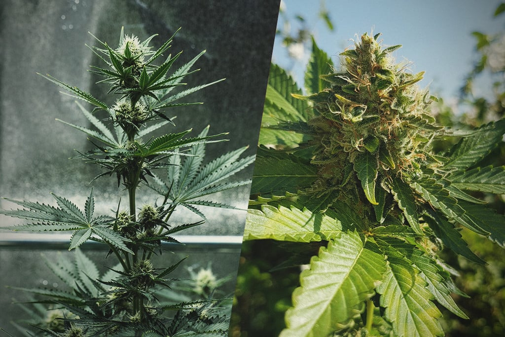 Navigating Your Options For Indoor-Grown Marijuana
