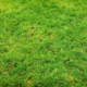 Signs You Need to Replace Your Turf:Lawn
