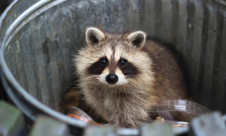 How to Respond to Raccoon Problems in Your Home